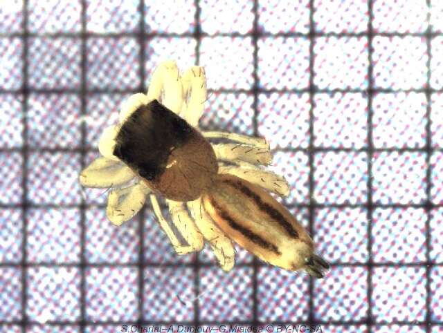 Image of Cosmophasis lami Berry, Beatty & Prószyński 1997