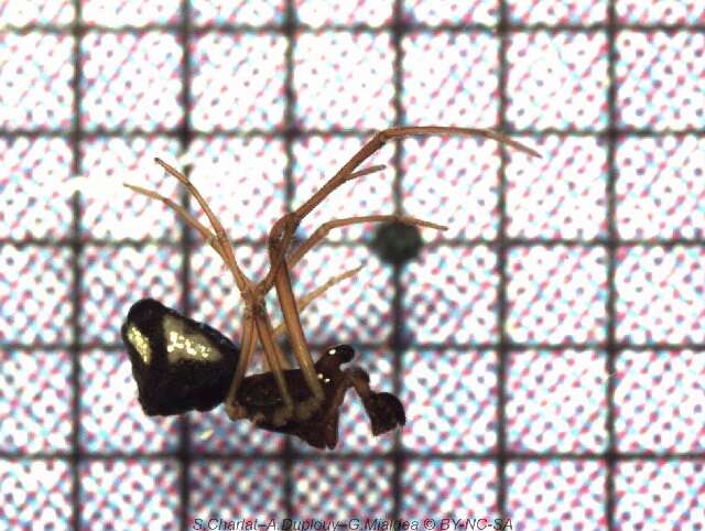 صورة Argyrodes samoensis O. Pickard-Cambridge 1880