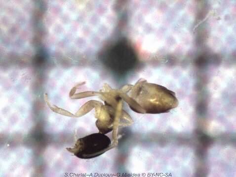 Image of Ant