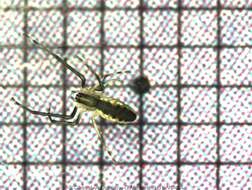 Image of Longjawed orbweaver