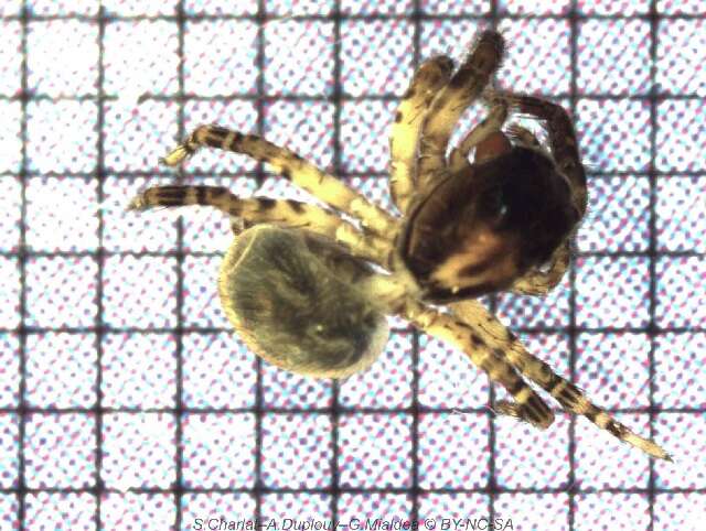 Image of jumping spiders