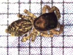 Image of jumping spiders