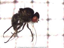 Image of Lantana seed fly