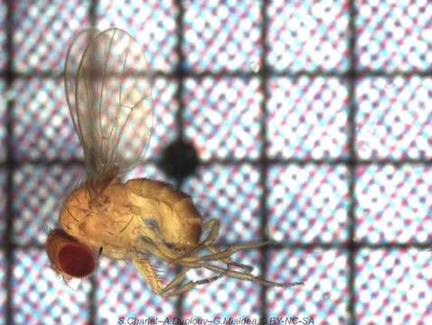 Imagem de Drosophila ananassae Doleschall 1858