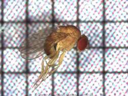 Drosophila ananassae Doleschall 1858 resmi