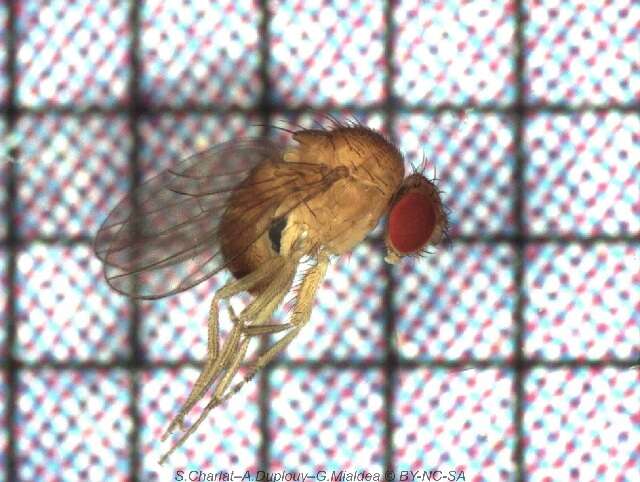 Drosophila ananassae Doleschall 1858 resmi