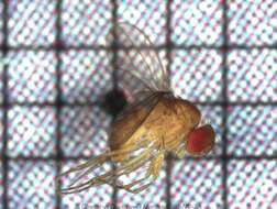 Drosophila ananassae Doleschall 1858 resmi