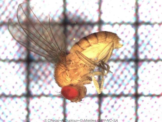 Drosophila ananassae Doleschall 1858 resmi