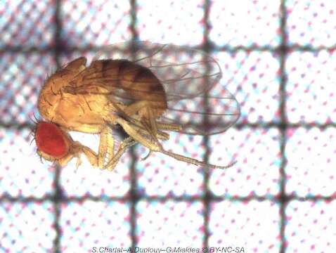 Drosophila ananassae Doleschall 1858 resmi