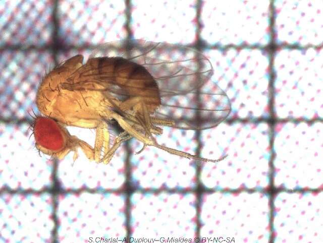 Drosophila ananassae Doleschall 1858 resmi