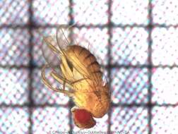 Drosophila ananassae Doleschall 1858 resmi