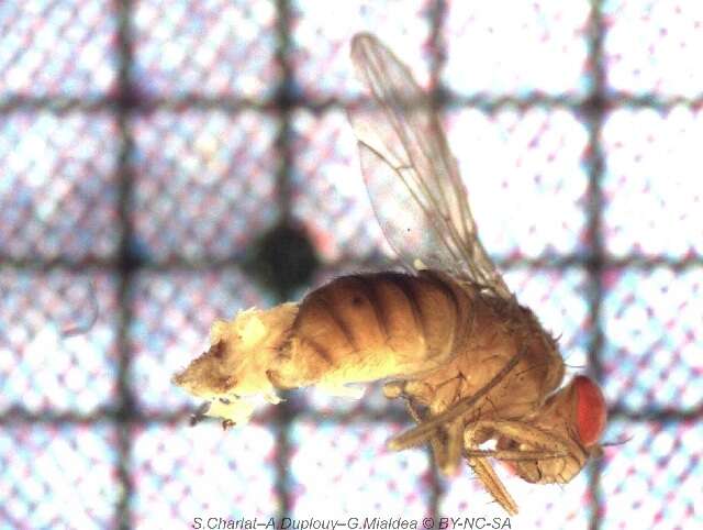 Drosophila ananassae Doleschall 1858 resmi