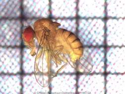 Drosophila ananassae Doleschall 1858 resmi