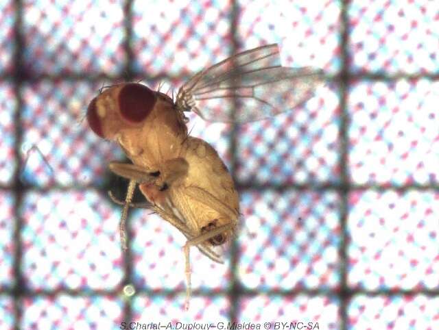 Imagem de Drosophila kikkawai Burla 1954