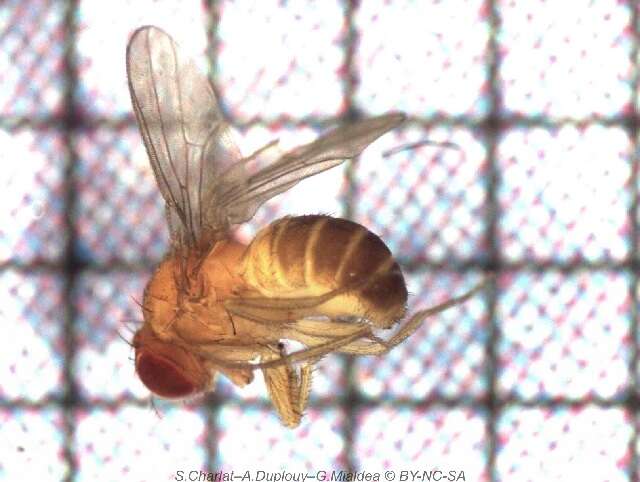 Imagem de Drosophila ananassae Doleschall 1858