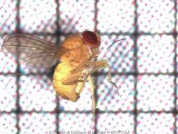 Imagem de Drosophila ananassae Doleschall 1858