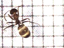 Image of Iridomyrmex anceps (Roger 1863)