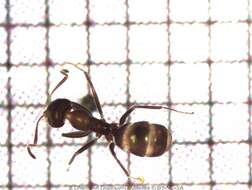 Image of Iridomyrmex anceps (Roger 1863)