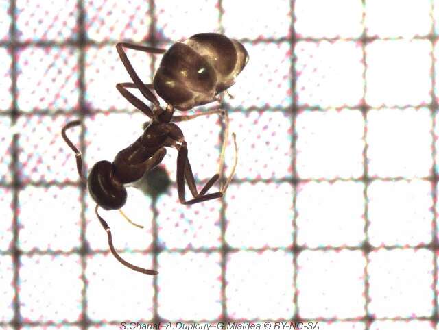 Image of Iridomyrmex anceps (Roger 1863)