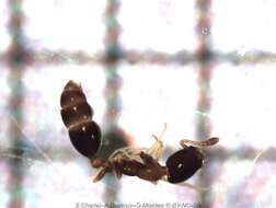 Image of Bicolored trailing ant