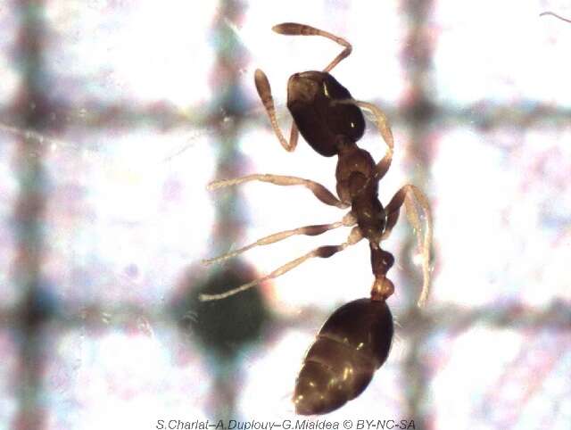 Image of Bicolored trailing ant