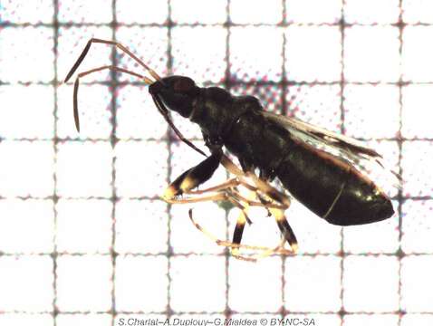 Image of dirt-colored seed bugs