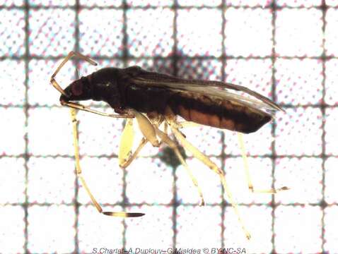 Image of dirt-colored seed bugs