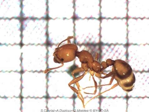 Solenopsis geminata (Fabricius 1804) resmi