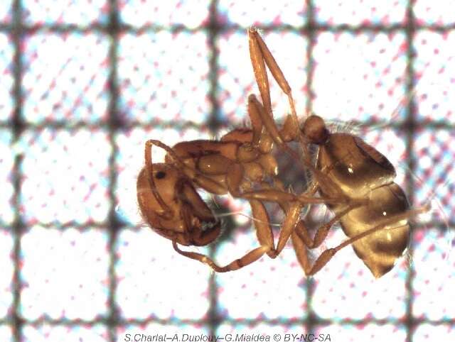 Image of Fire ant