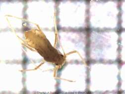 Image of English Grain Aphid