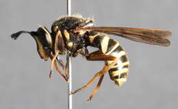 Image of Sphecomyia