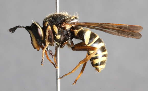 صورة Sphecomyia