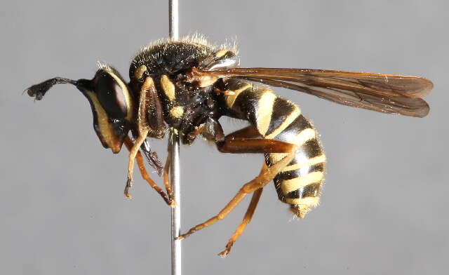 Image of Sphecomyia