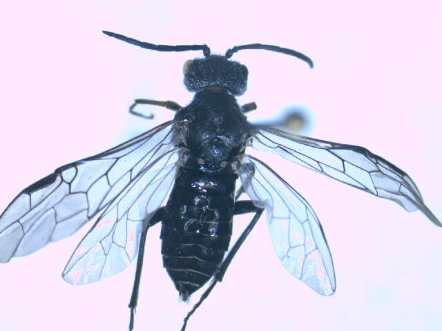 Image of <i>Dolerus gessneri</i>