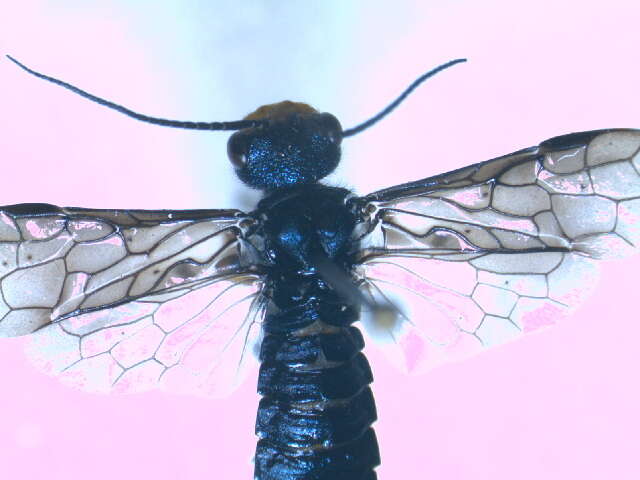 Image of Pine false webworm