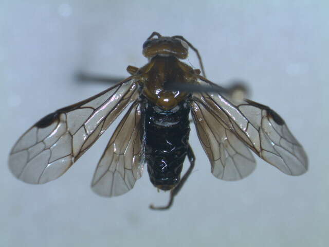 Image of <i>Hemichroa australis</i>