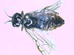 Image of <i>Acantholyda posticalis</i>