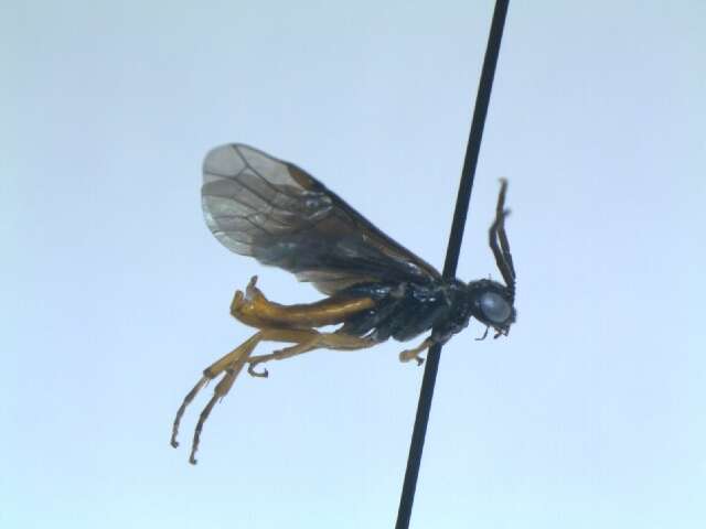 Image of <i>Nematinus fuscipennis</i>