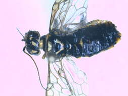 Image of <i>Acantholyda posticalis</i>