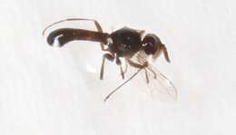 Image of Smartiomyia