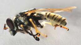 Image of Sphecomyia