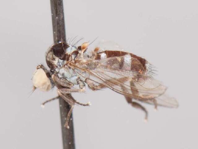 Image of Callomyia