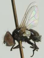 Image of Phasia pusilla Meigen 1824