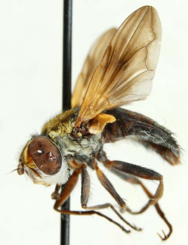 Imagem de Ectophasia crassipennis (Fabricius 1794)