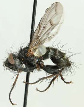 صورة Campylocheta fuscinervis (Stein 1924)