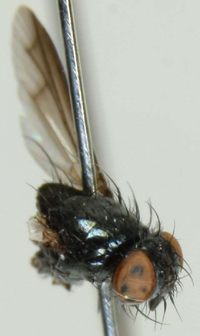 Image of Periscepsia prunaria (Rondani 1861)