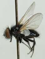 Image of Fly