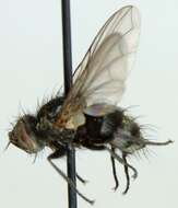 Image of Tachinid fly