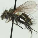 صورة <i>Brachicheta strigata</i>