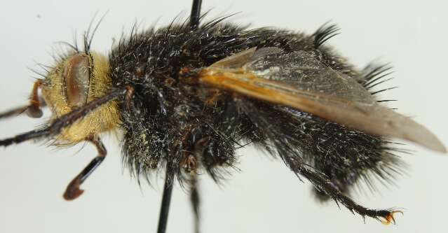 Image of giant tachinid fly